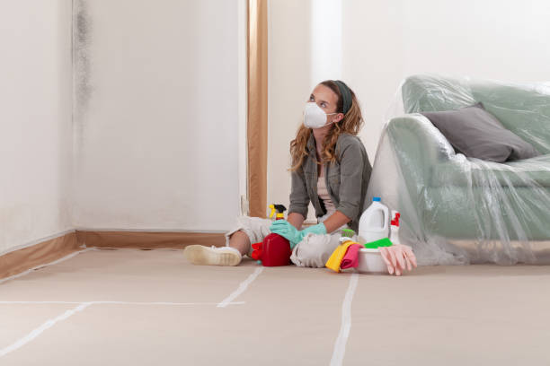 Reliable Black Mold Remediation contractor in Hugo, MN by Mold Remediation HQ