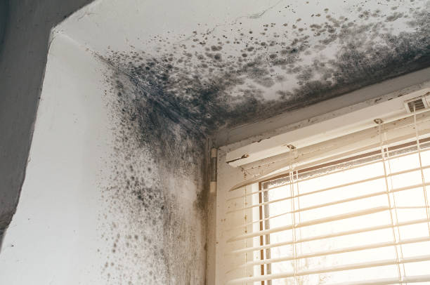 Affordable Black Mold Remediation solutions in Hugo, MN